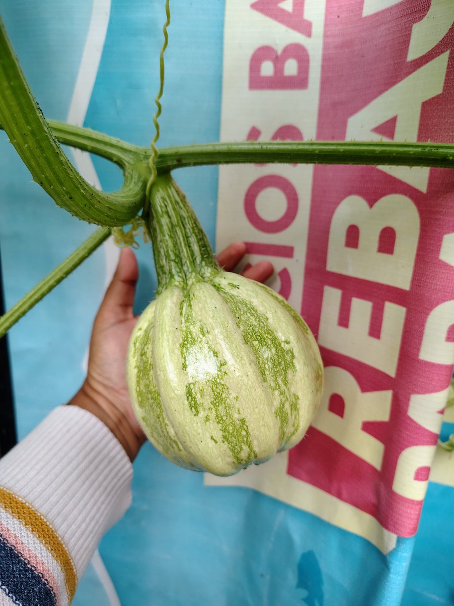 Buenos días Twittertitlán!!!  Habemus flores y calabazas .
