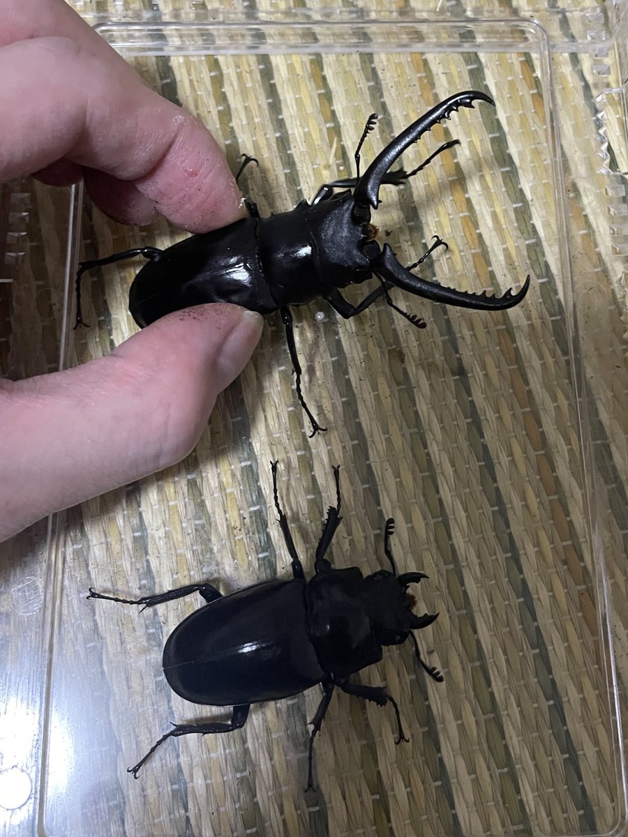 Neu_Deusura's tweet image. プレゼント企画(抽選)🎁　おチビシリーズ

①ヘラクレスリッキー♂単　羽化6月後食8月(コサンガ)

②ギラファケイスケイ　♂羽化6月後食8月　♀羽化4月後食7月　(フローレス)

参加条件
フォロー、リポスト、どちらか欲しい方リプライ、着払い、アクティブアカウント、18日まで。