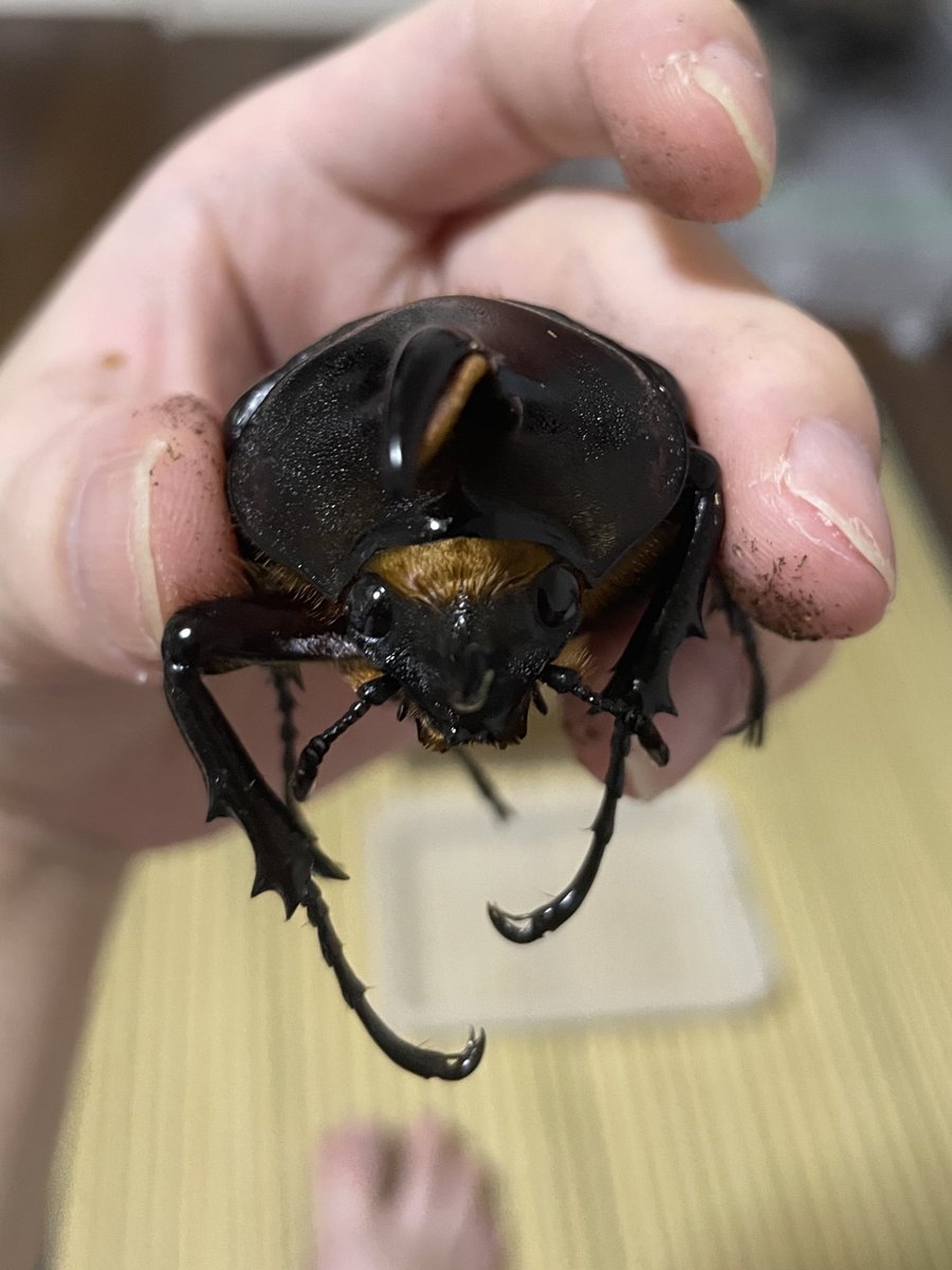 Neu_Deusura's tweet image. プレゼント企画(抽選)🎁　おチビシリーズ

①ヘラクレスリッキー♂単　羽化6月後食8月(コサンガ)

②ギラファケイスケイ　♂羽化6月後食8月　♀羽化4月後食7月　(フローレス)

参加条件
フォロー、リポスト、どちらか欲しい方リプライ、着払い、アクティブアカウント、18日まで。