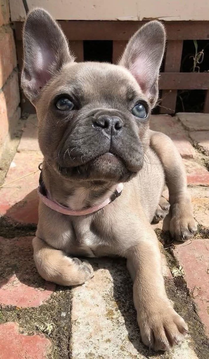 frenchiesVibe's tweet photo. His name is the last thing u ate 😍💖 https://t.co/SdDZW6BucD