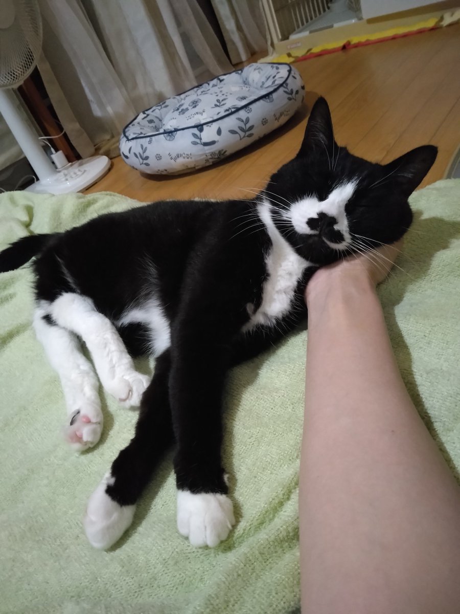 まめ♀(下半身麻痺の猫) (@jigzs8bsVVByZXY) / Posts / X