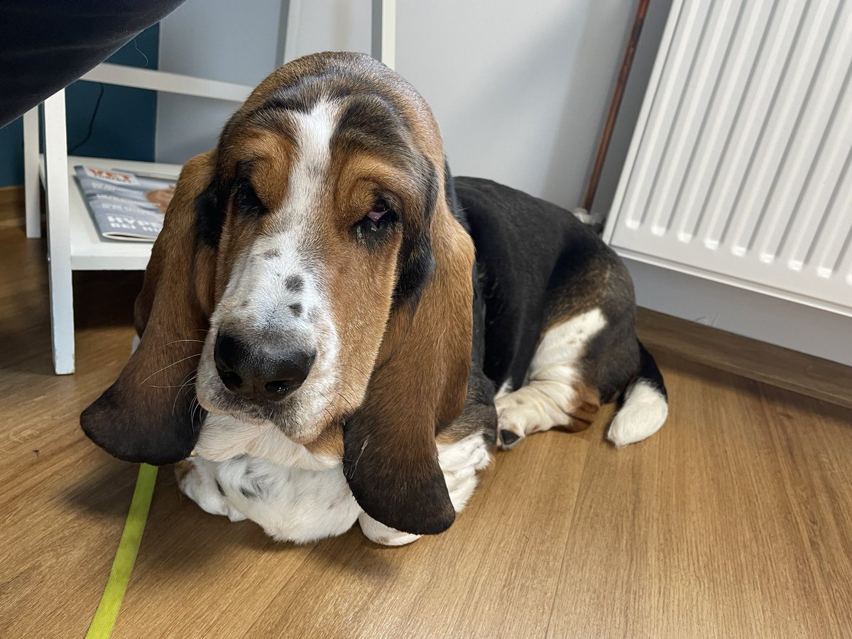 Polly vom Rusteberg tweet media