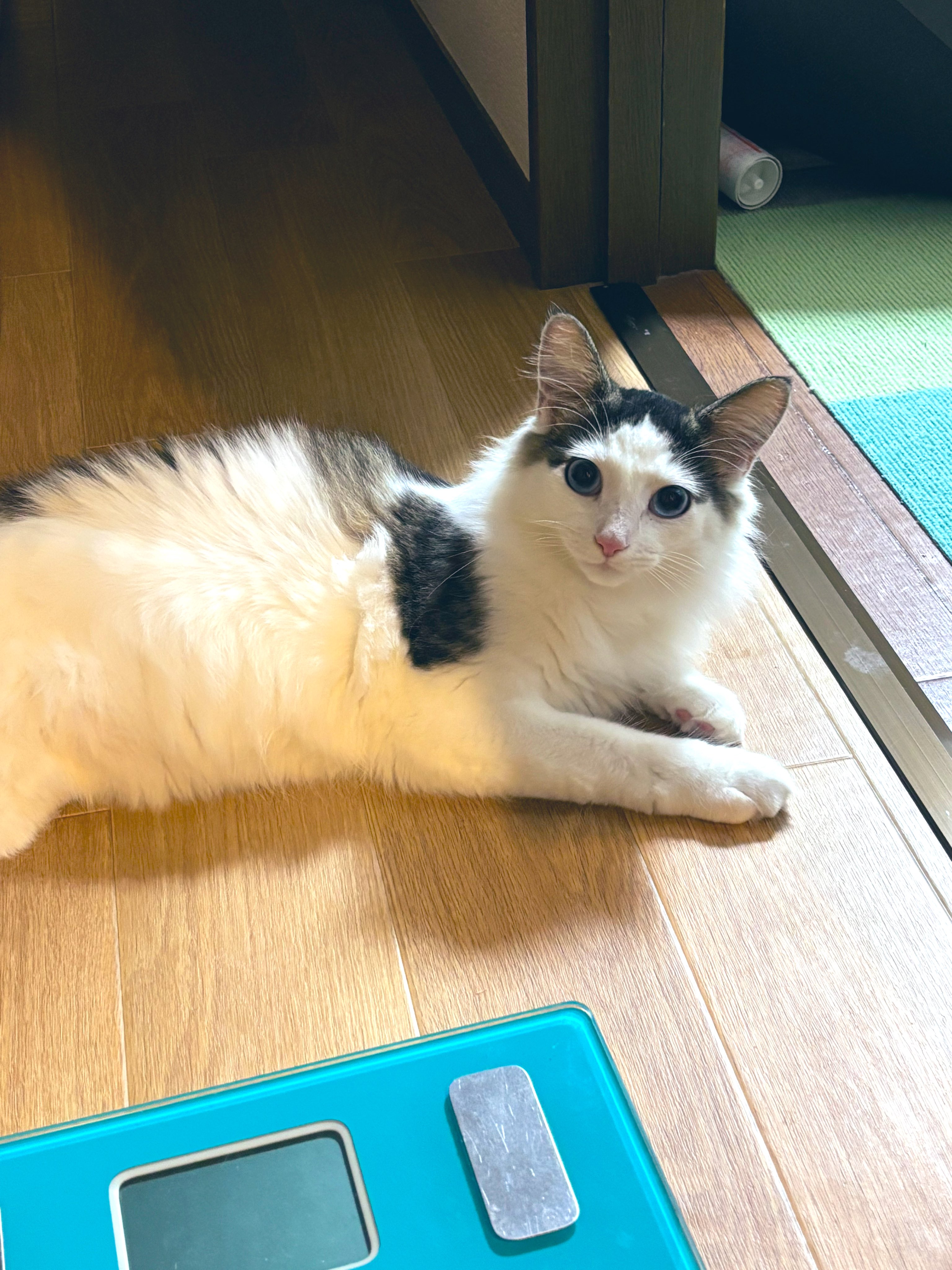 灰猫さん専用 Amazon | FRACARKOS 猫 ベッド ドーム 窓付き 通年 2way