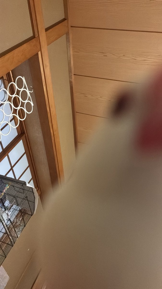 tm_stngr's tweet image. 主張の激しいお家の文鳥様です

 #文鳥