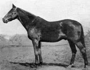 HORSERACING1002's tweet image. The 3 PETER PAN
PETER PAN🇦🇺1929
(PANTHEON - ALWINA BY ST. ALWYNE)#PeterPan
PETER PAN🇺🇸1904
(COMMANDO - CINDERELLA BY HERMIT)#PeterPan
PETER PAN🇬🇧1964
(TUDOR MELODY  - FRAN BY ACROPOLIS)#PeterPan