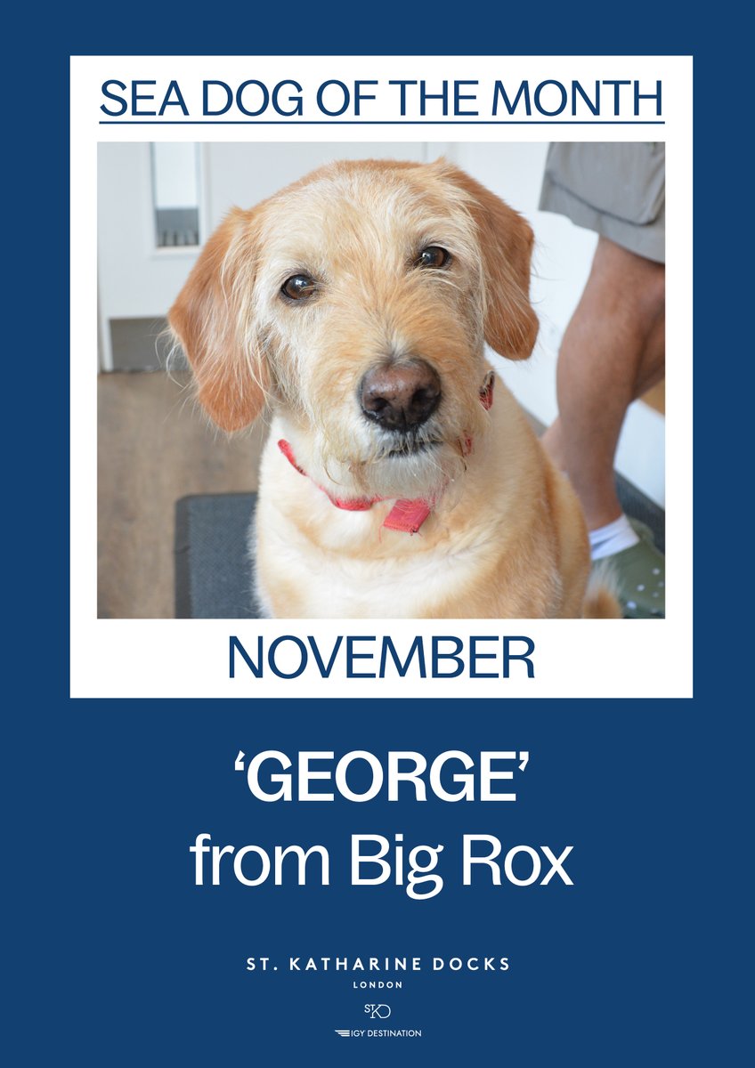 ‘Sea Dog of the Month’. For November, may we introduce canine crew member of Big Rox, 'George'

#caninecrew #skdmarina #petsonboard #skdocks #skdseadogofthemonth #seadogofthemonth #marinadogofthemonth #marinadogofthemonth