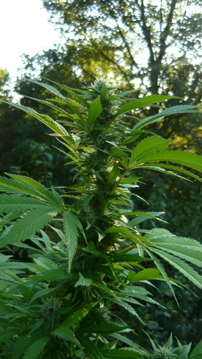 CannaWorld4's tweet image. Have a great day all