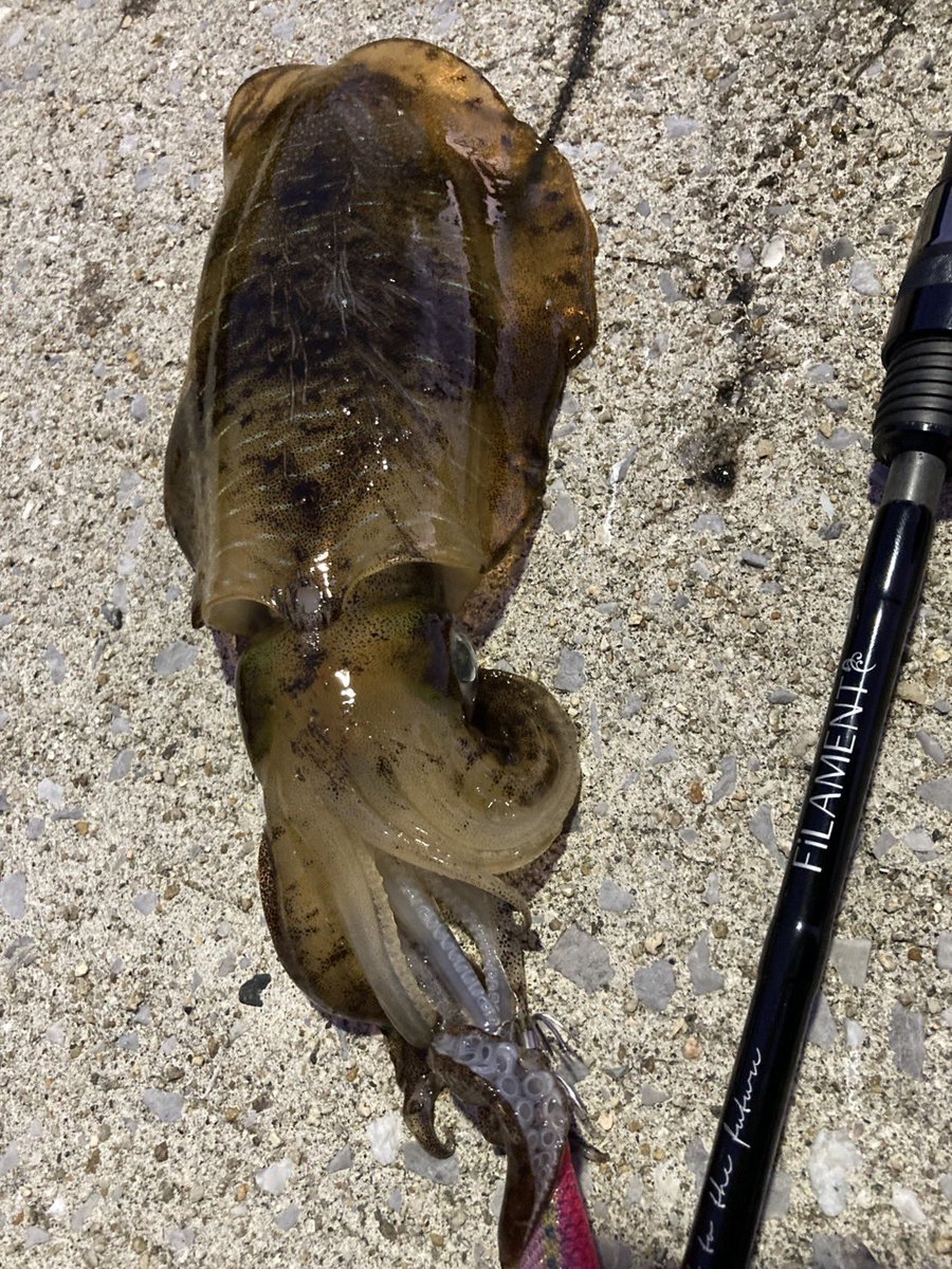 mebarun1eging1's tweet image. 秋の訪れを感じるね🦑
#Filament  #2024Triumphal76S