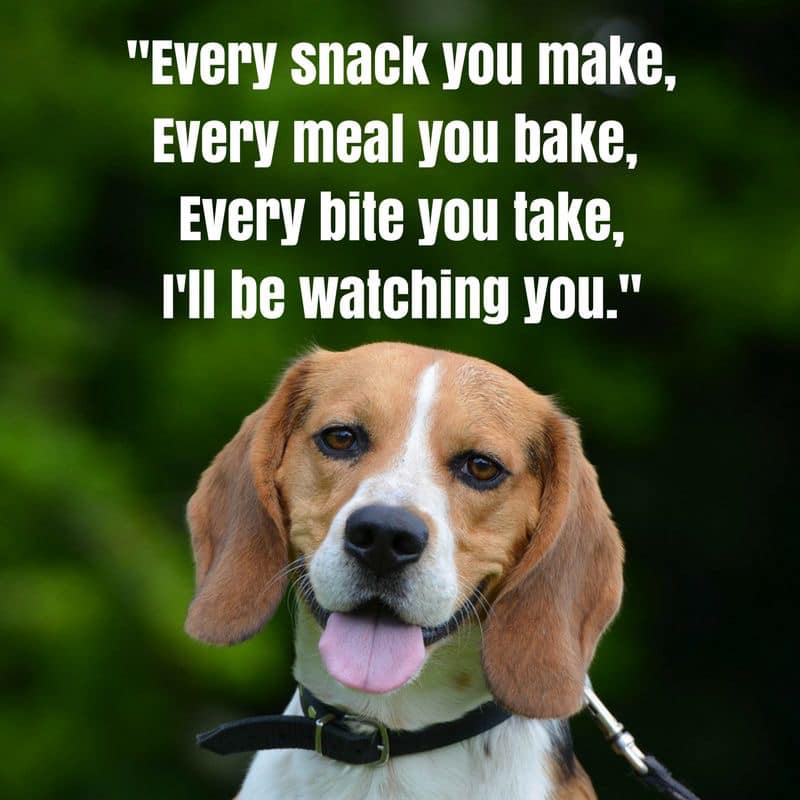 beagle_addict's tweet photo. Don’t worry, I’m just here for quality control. 😂 
#beagle https://t.co/gbjgwXXNVK
