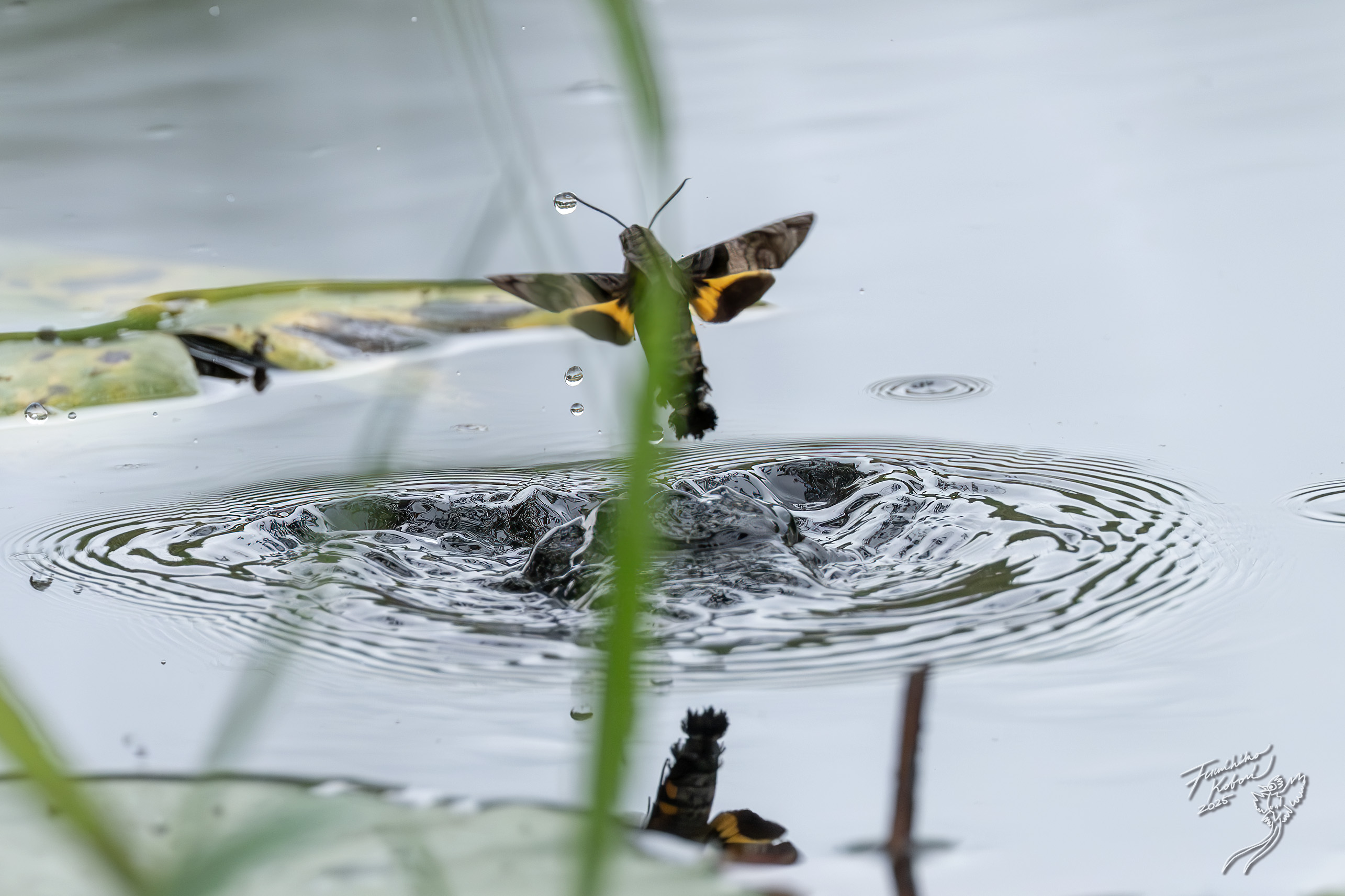 昆虫学者 夏の風物詩 昆虫学者 夏の風物詩 アート×虫！ ー真夏の小さな冒険ー | Tokyo