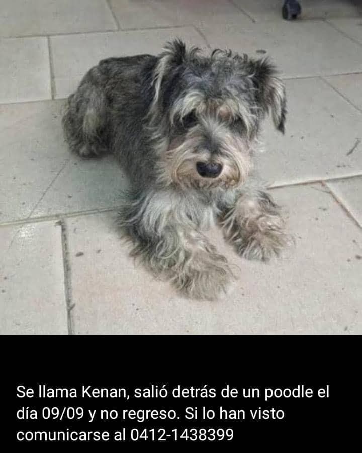 PerroUsuario's tweet photo. Este precioso machito está desaparecido desde el día 9 del barrio Maca en Petare. Es un perrito muy dócil. Tiene 3 años y no está castrado. Su nombre es KENÁN. Cualquier información llamar al 0412-1438399. Su familia lo busca desesperadamente. Por favor ayudemos a difundir https://t.co/a5PJj7O0t7