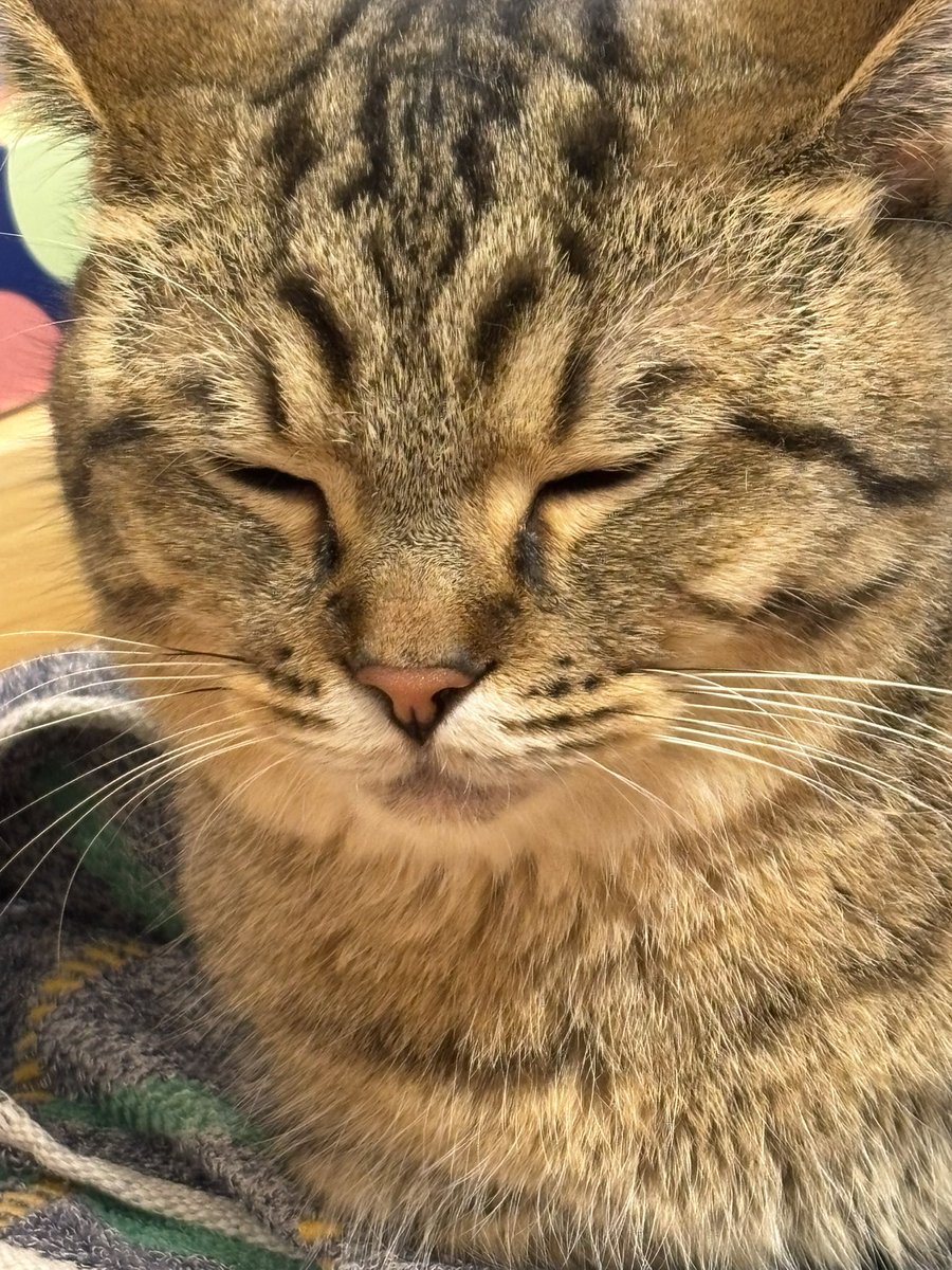 gqtb_fg's tweet photo. おやすみなさい😴 https://t.co/dEcVeLNgw7