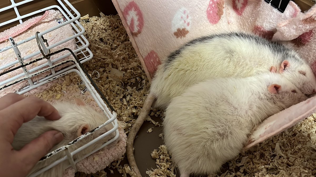 毎日1時間ずつほぐされる高待遇ねずみ達