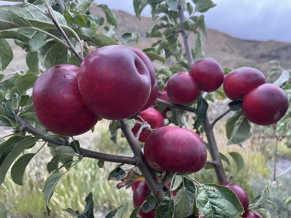 Saurav Dhakal tweet media