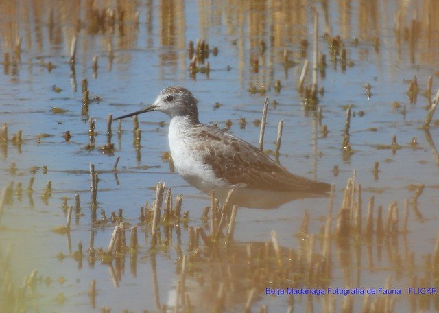 Un ejemplar juvenil de Archibebe Fino (Tringa stagnatilis) lo hemos podido observar y disfrutar recientemente por el centro de la península.