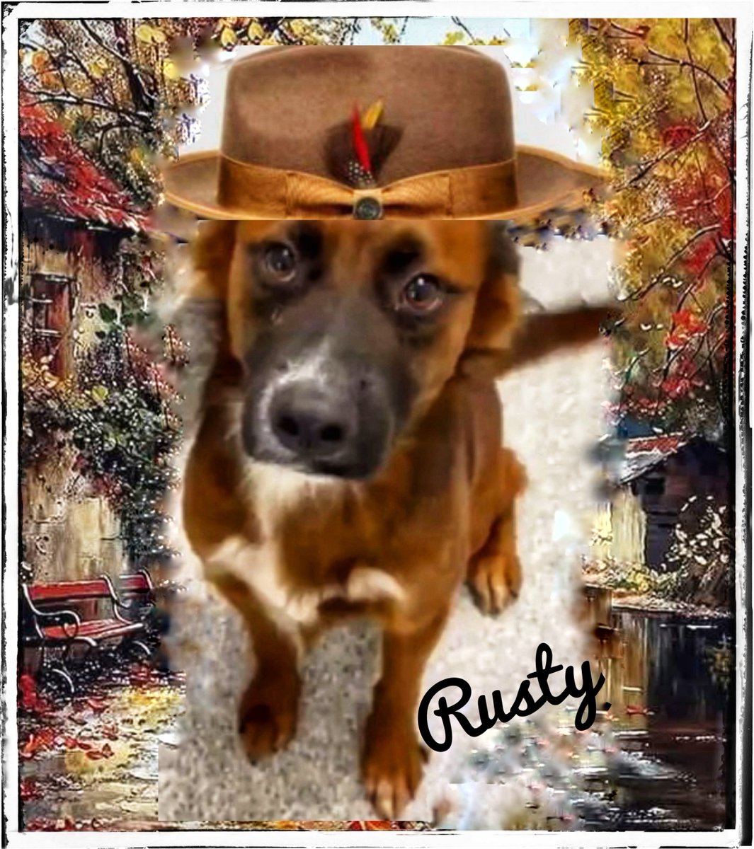 rothfarms's tweet photo. ๐จ๐โผ๏ธ#SaveRusty #A642596 Honestly, this guy is STUNNING. Those eyes! Plz see info below on how to #Adopt #Foster or #Pledge https://t.co/axDIVclg7E