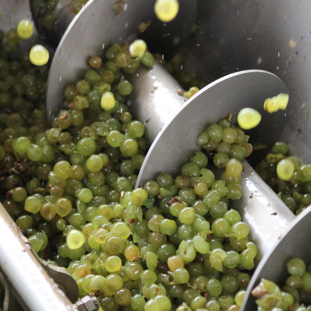 Avgvstvs Forvm tweet media