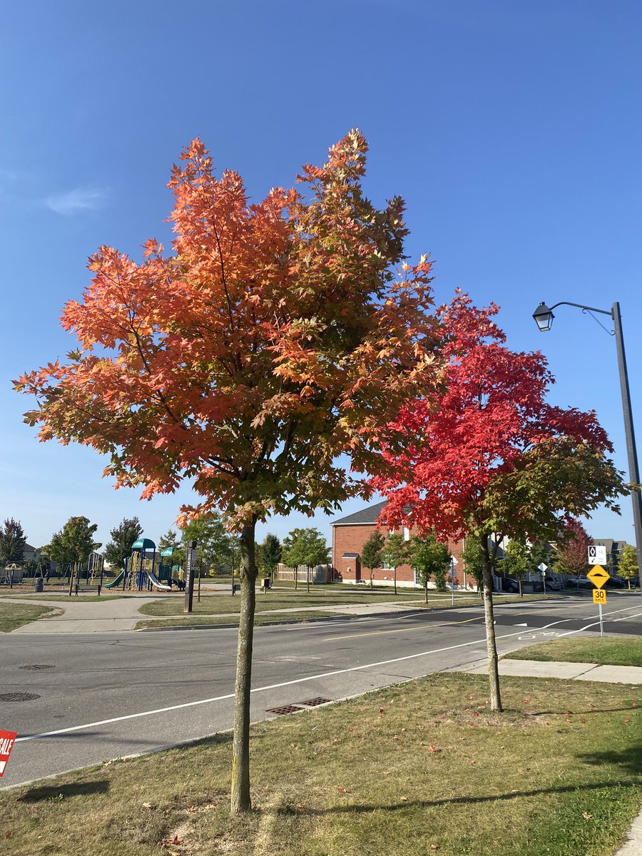 Seemab Zahra (@seemab_zahra_) on Twitter photo آج تُم یاد بے حساب آئے آج تُم یاد بے حساب آئے