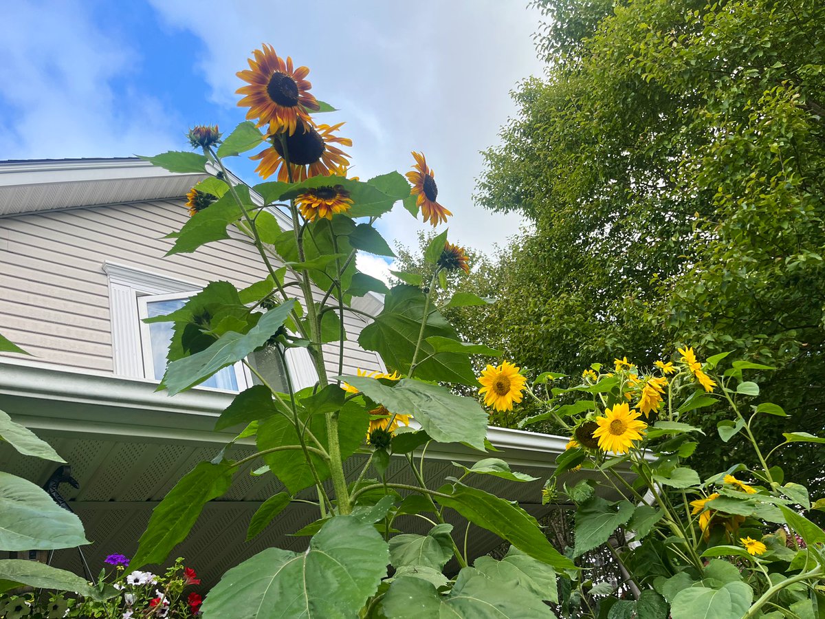 FancyCaroline's tweet image. Tis the season! 🌻