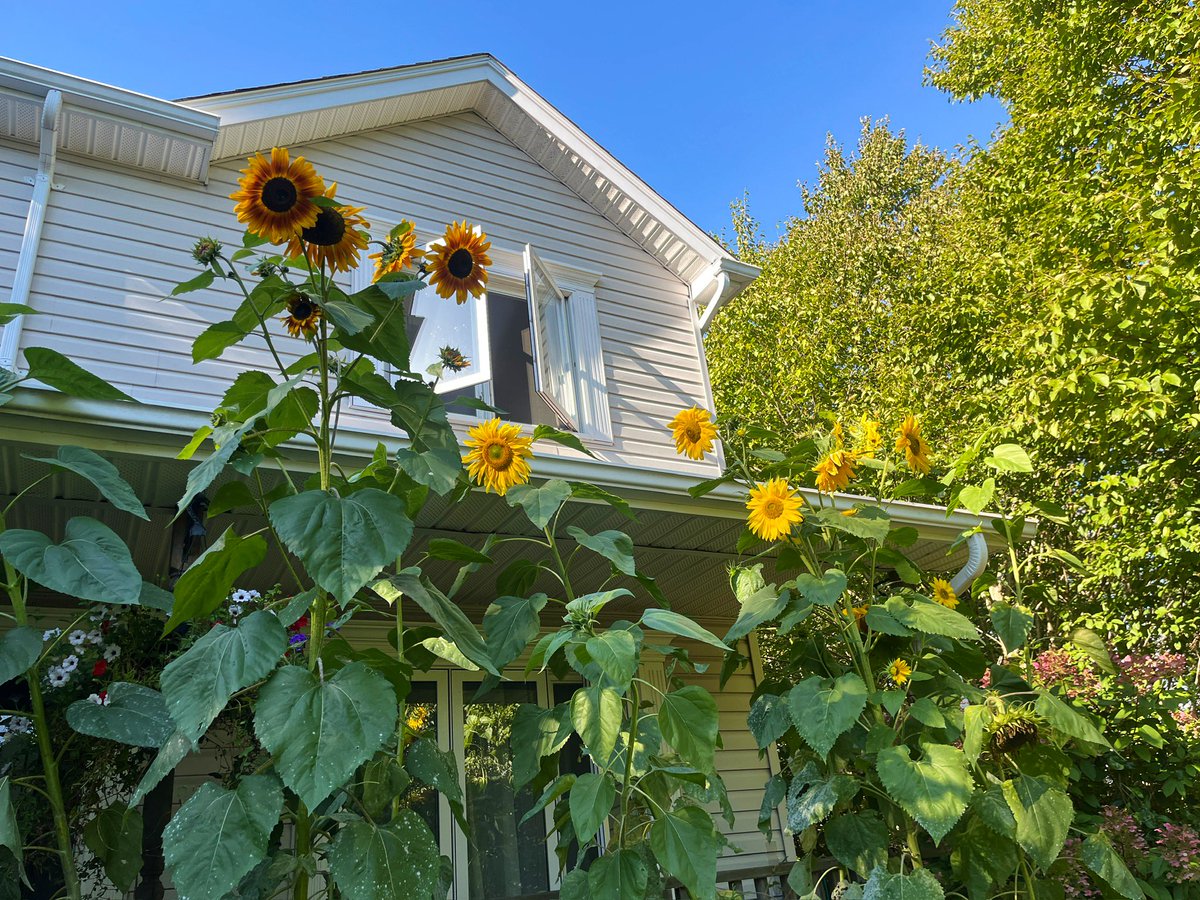 FancyCaroline's tweet image. Tis the season! 🌻