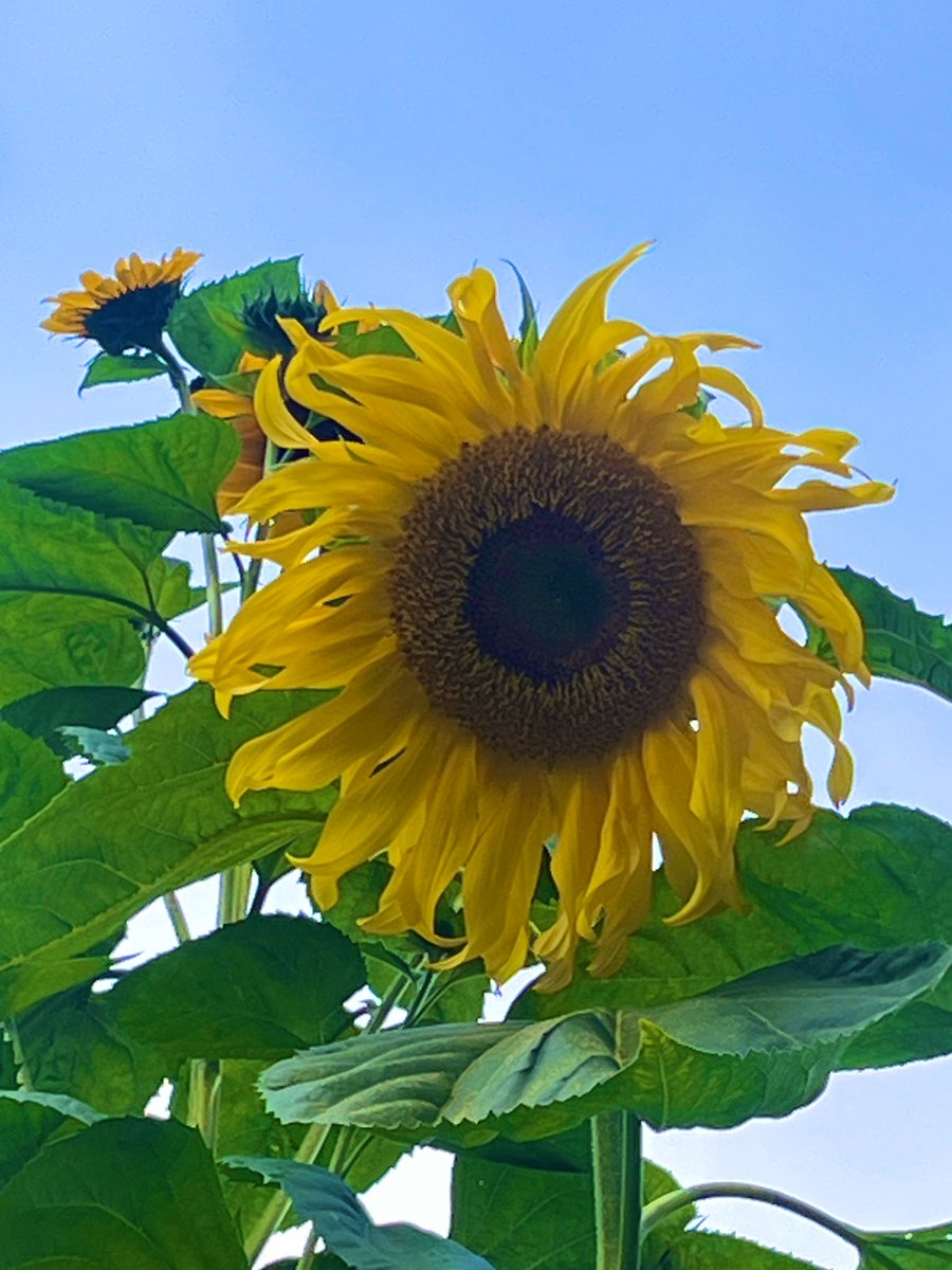 FancyCaroline's tweet image. Tis the season! 🌻