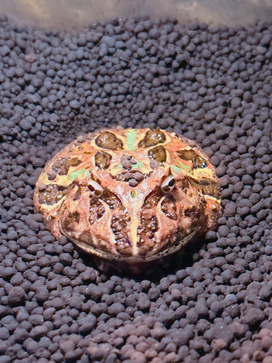 最近やたら調子の良い男子ズ👦🏻
雨多くて湿度高いからかな。餌食いもばっちりスーパー元気