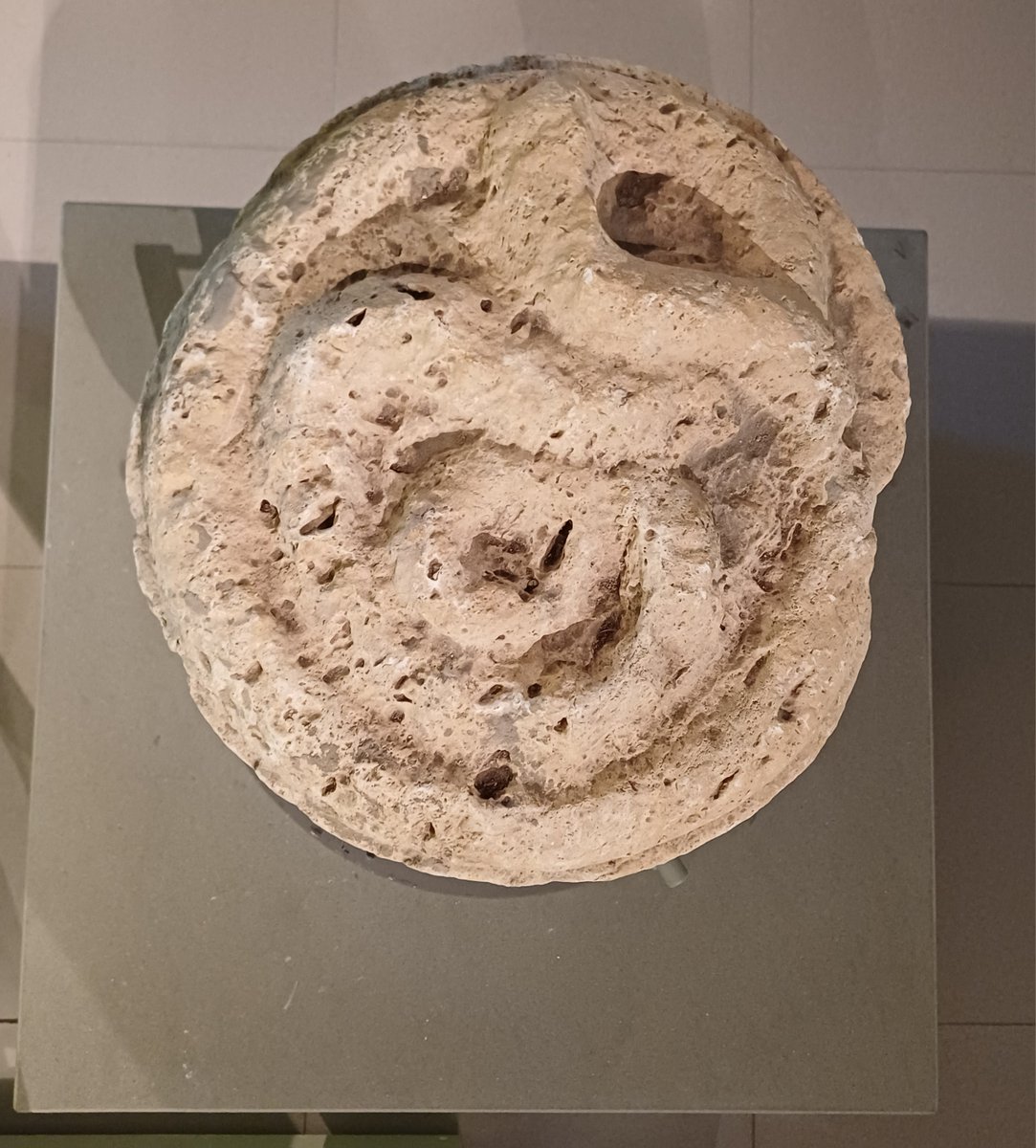 AmeliaMusei tweet media