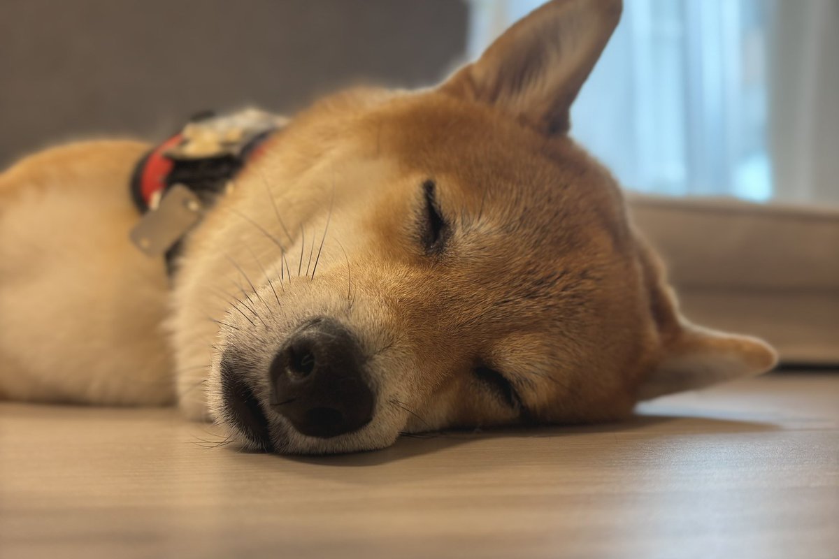 柴犬しばみ (@shibami_) / Posts / X