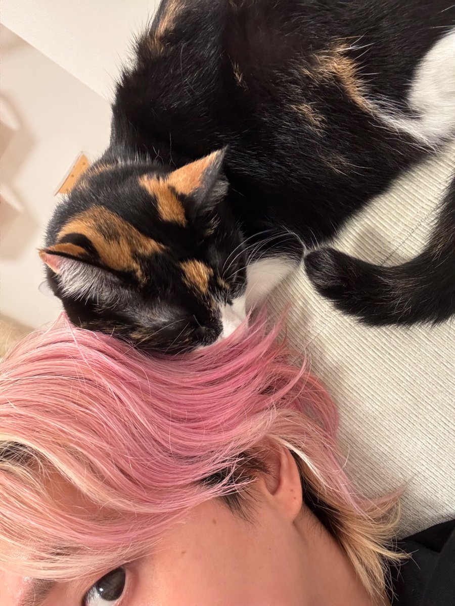 SAK_SAK_SAKUMA's tweet photo. またもや、ごっつんこシャチ (^^) 

#シャチ姫
#猫 https://t.co/cahYZB4H0w