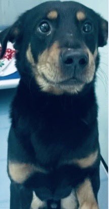 Poor puppy Kane is being fast tracked to the kill list 👿 Let’s stop this 🤞🏻🙏🏻