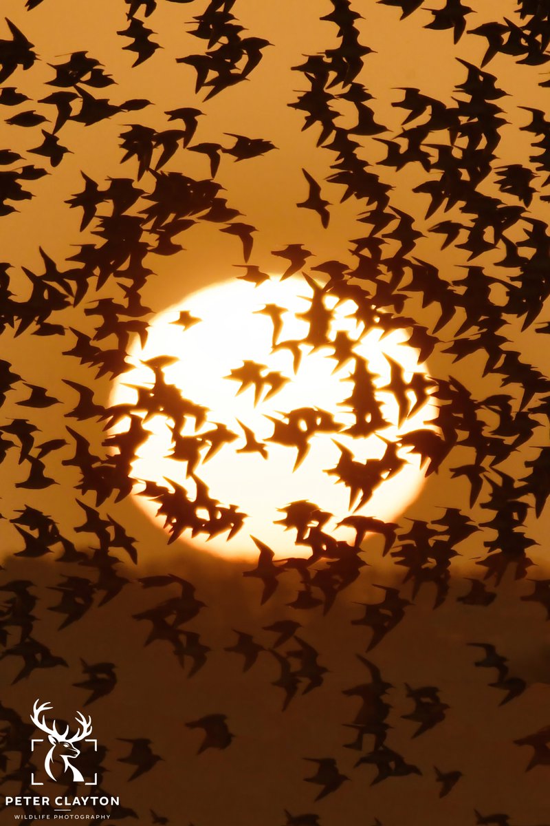As the tide began to rise the coast came alive as thousands of knot took to the sky creating an incredible murmuration. Timed perfectly against the rising sun, their sheer numbers blotted out the sunlight creating the illusion of a solar eclipse
#snettishamspectacular
