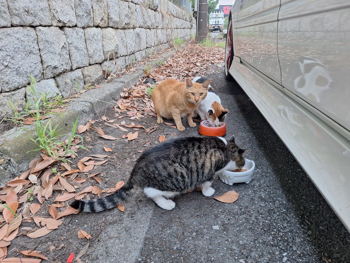 たかのっち🐈‍⬛/WEZARD/JZX100オーバーホール中 on X: 