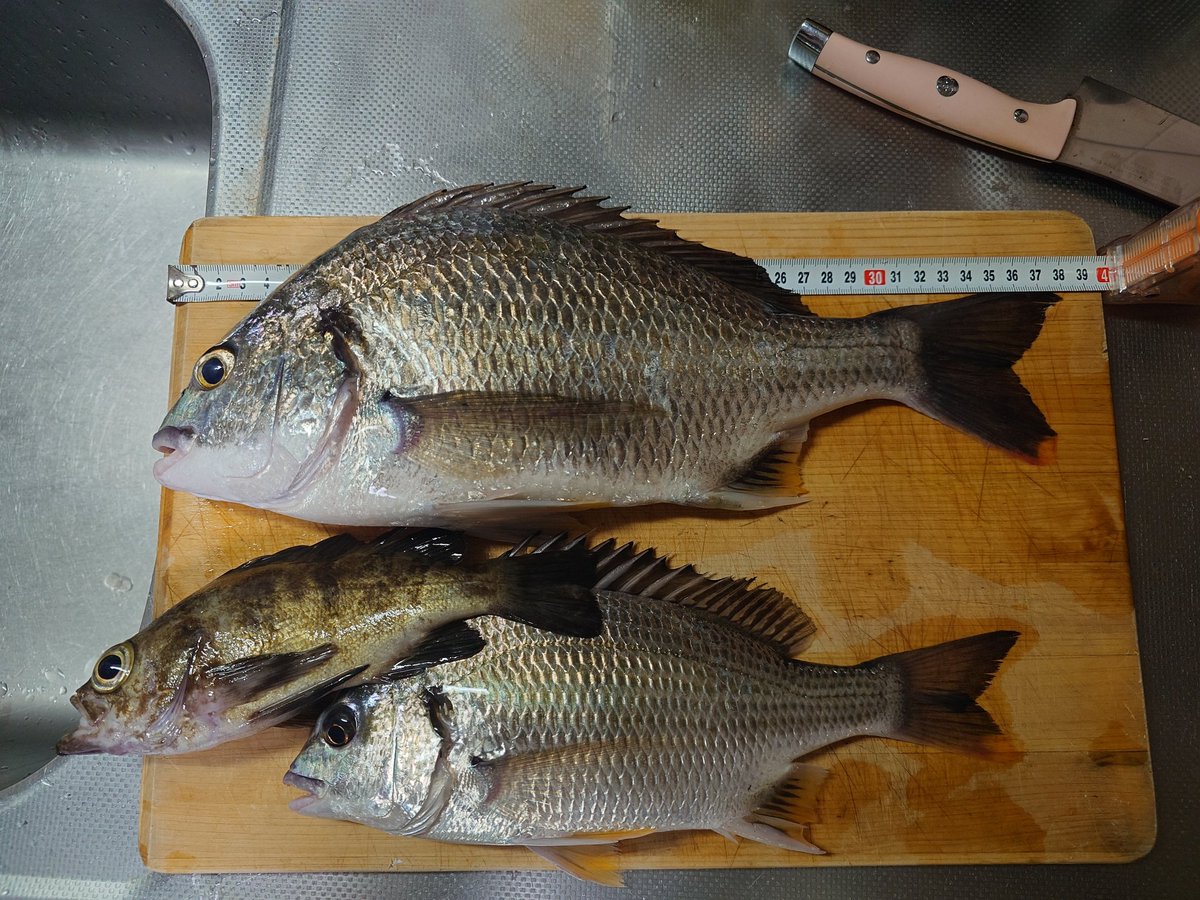 釣り開始時全く釣れず、、、途中で坊主逃れかのような(サイズはまずまず）のメバル釣って諦めてたら30cmのキビレ釣れました😊その後3キャストで38cmのキビレでした😊38cmの方体高、腹回りヤバかったwww

 #海釣り