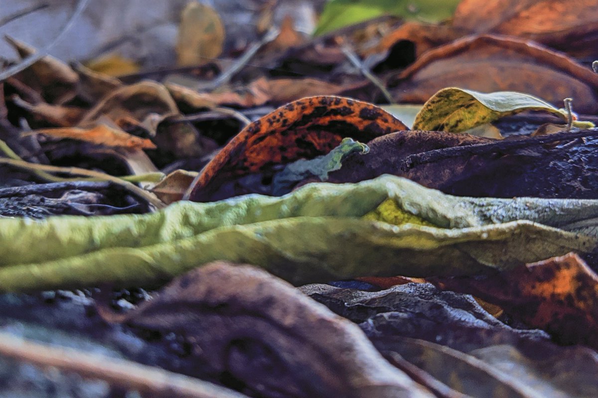 hooyng21's tweet image. Three frames, one vibe: dry leaves, wild flowers, and wild serenity. Sometimes the wildest things are the most peaceful. 🍂🌼🌿  
 #NatureTrip #VisualEscape