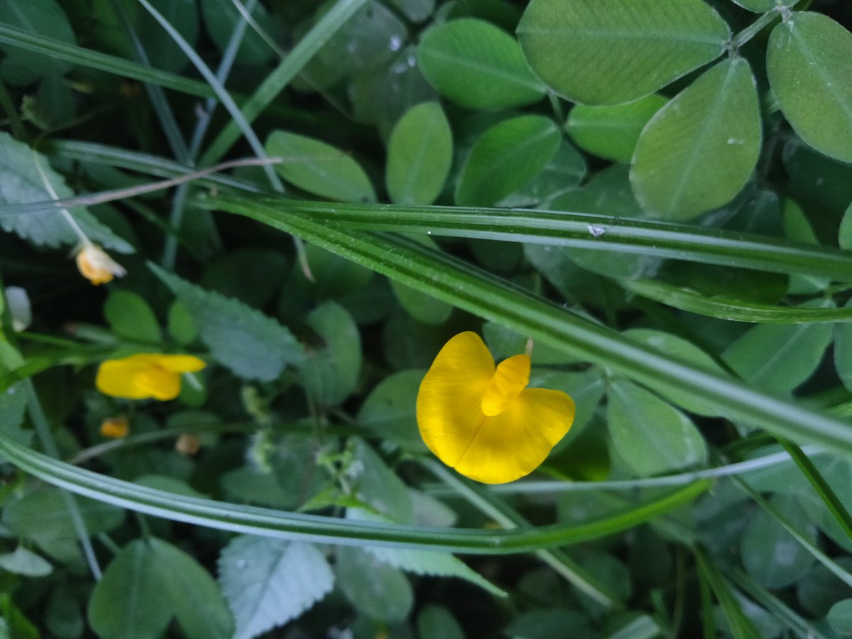 hooyng21's tweet image. Three frames, one vibe: dry leaves, wild flowers, and wild serenity. Sometimes the wildest things are the most peaceful. 🍂🌼🌿  
 #NatureTrip #VisualEscape