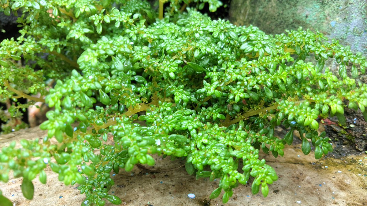 hooyng21's tweet image. Three frames, one vibe: dry leaves, wild flowers, and wild serenity. Sometimes the wildest things are the most peaceful. 🍂🌼🌿  
 #NatureTrip #VisualEscape