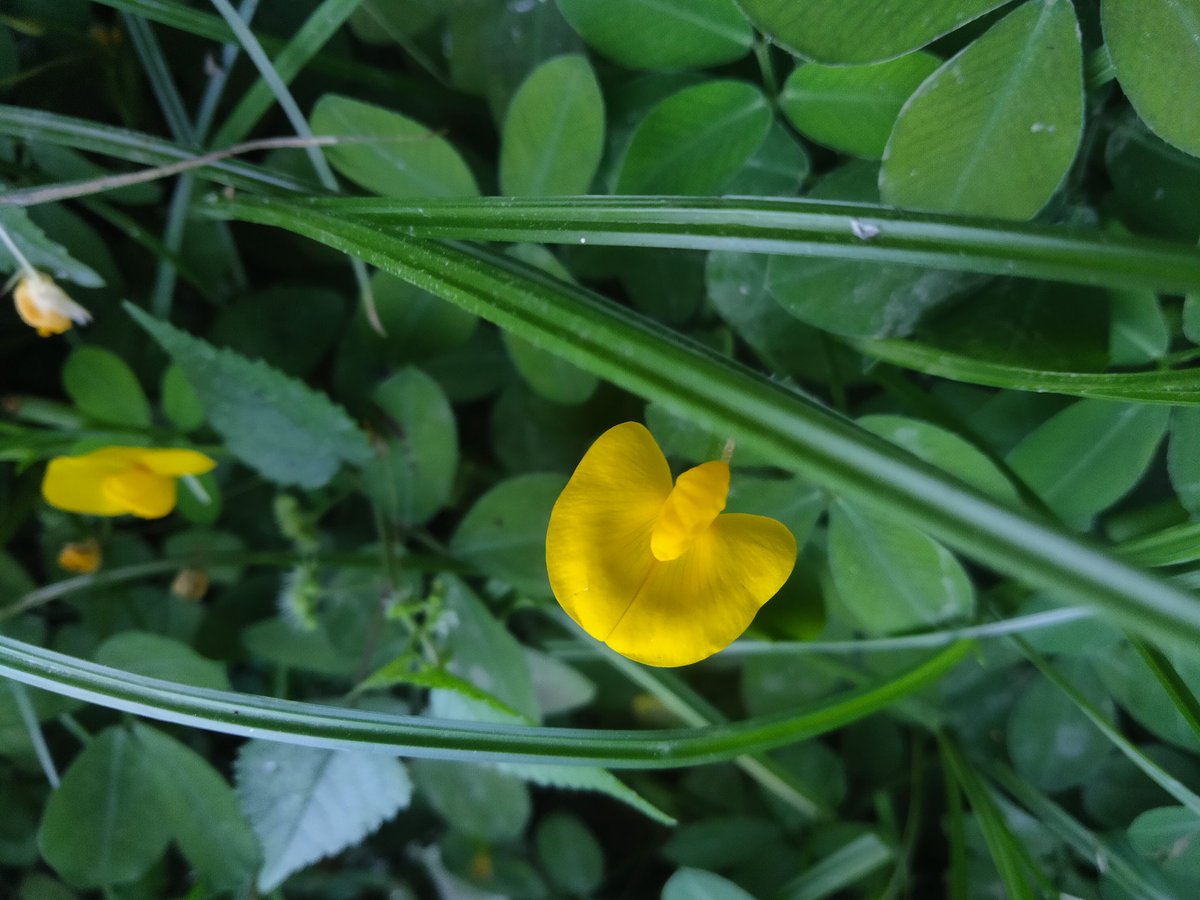 hooyng21's tweet image. Three frames, one vibe: dry leaves, wild flowers, and wild serenity. Sometimes the wildest things are the most peaceful. 🍂🌼🌿  
 #NatureTrip #VisualEscape