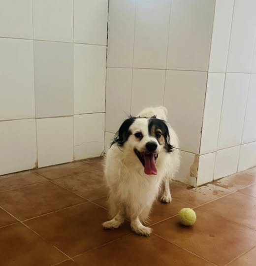 Protectora de animales SVPAP tweet media