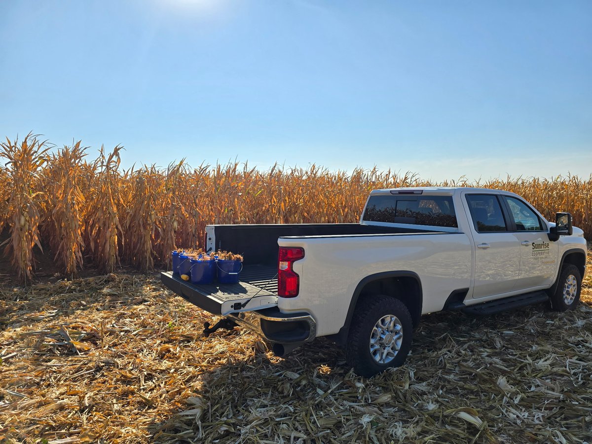 SunriseCoopOH's tweet image. Ear checks in a #PCTSunrise #cornplot in Pickaway County today. This #Brevant hybrid is treated with PCT’s own #BioBuild + #StandUp products and it’s looking strong with #harvest just around the corner.
#Corn #Harvest25 #PCT #SunriseCooperative