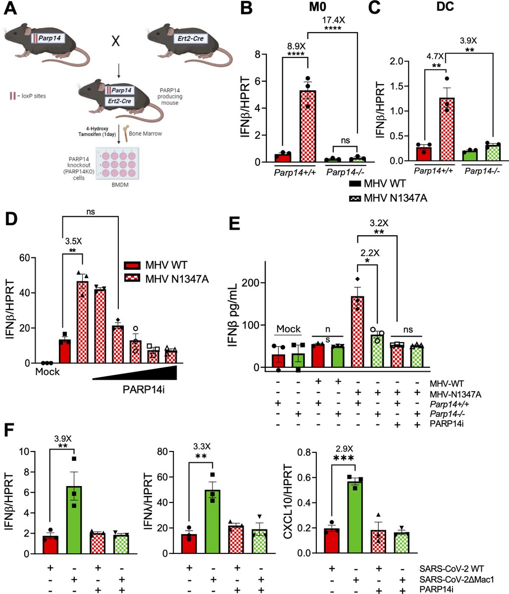 KU Biology tweet media