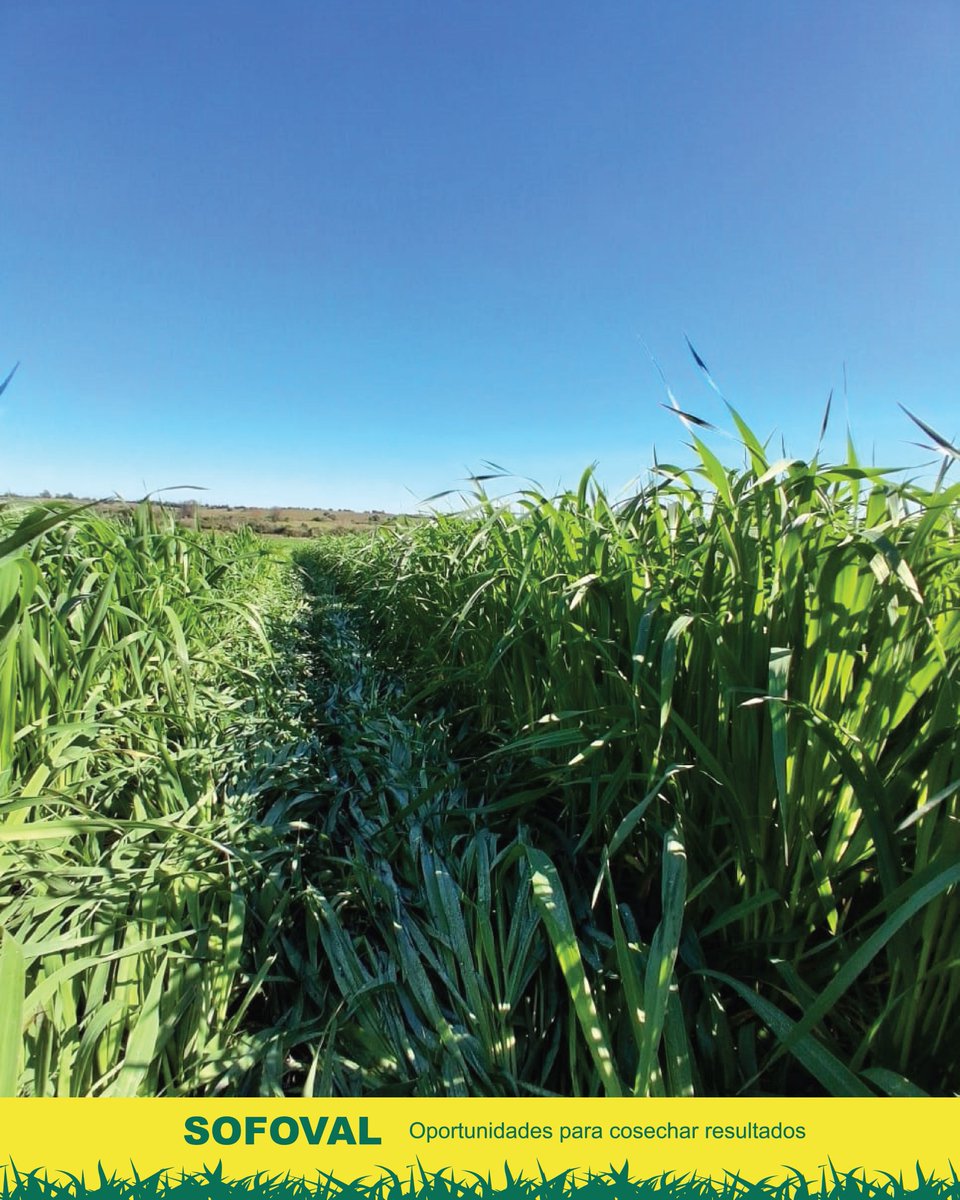 Se ha detectado la presencia de roya en el cultivo de avenas, enfermedad que avanza rápido generando pérdidas de producción y calidad.

Es fundamental revisar los cultivos, estando atentos a la aparición de manchas anaranjadas en las hojas,.

Asesórese con nuestro equipo técnico