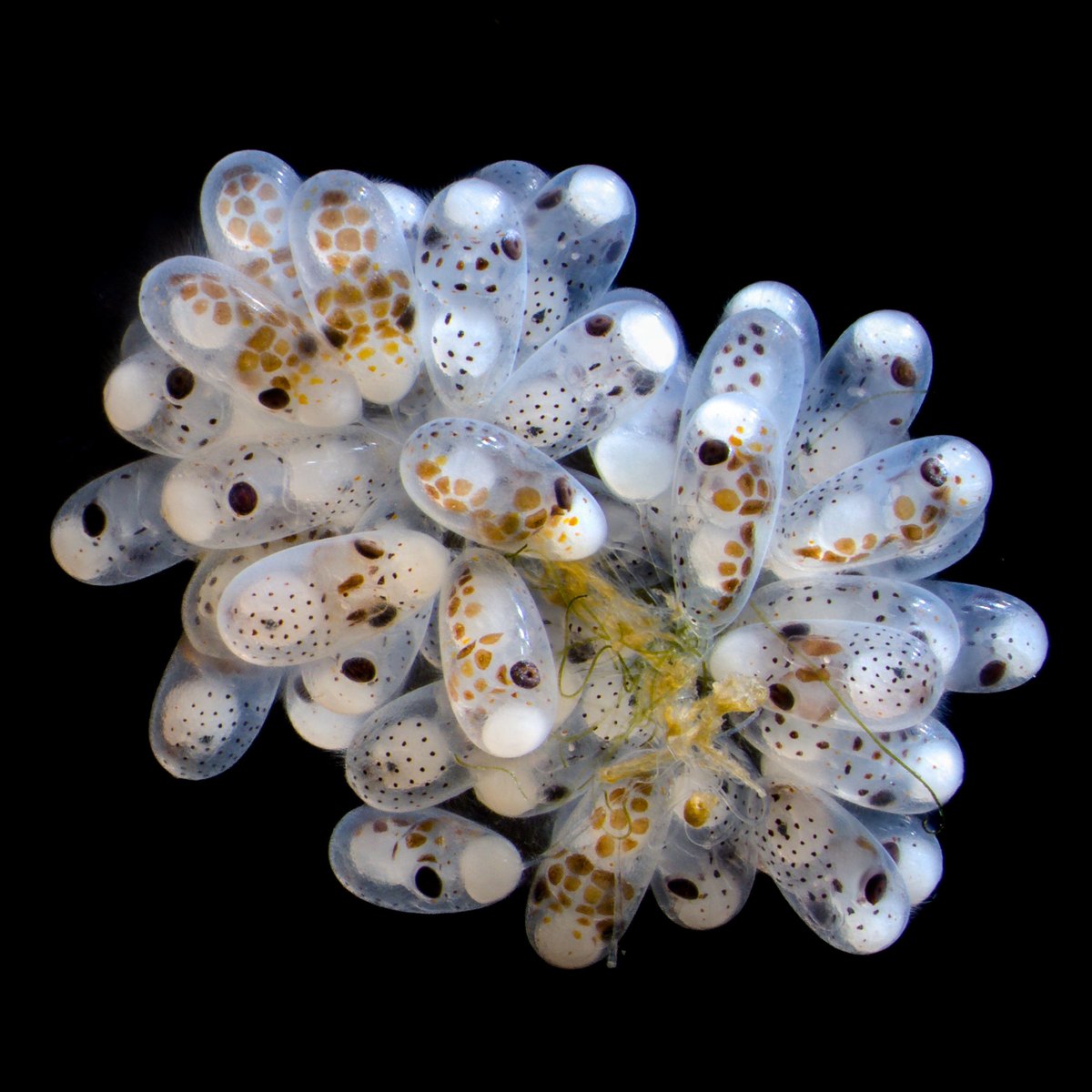 Marine Biological Laboratory (MBL) (@mblscience) on Twitter photo Happy #MicroscopyMonday!
The Nikon Small World Exhibit showcases life's beauty and complexity as seen through the light microscope.
This year, 5th place went to Thomas Barlow and Connor Gibbons, who photographed a cluster of octopus eggs.
Can you guess the lens magnification? Happy #MicroscopyMonday!
The Nikon Small World Exhibit showcases life's beauty and complexity as seen through the light microscope.
This year, 5th place went to Thomas Barlow and Connor Gibbons, who photographed a cluster of octopus eggs.
Can you guess the lens magnification?