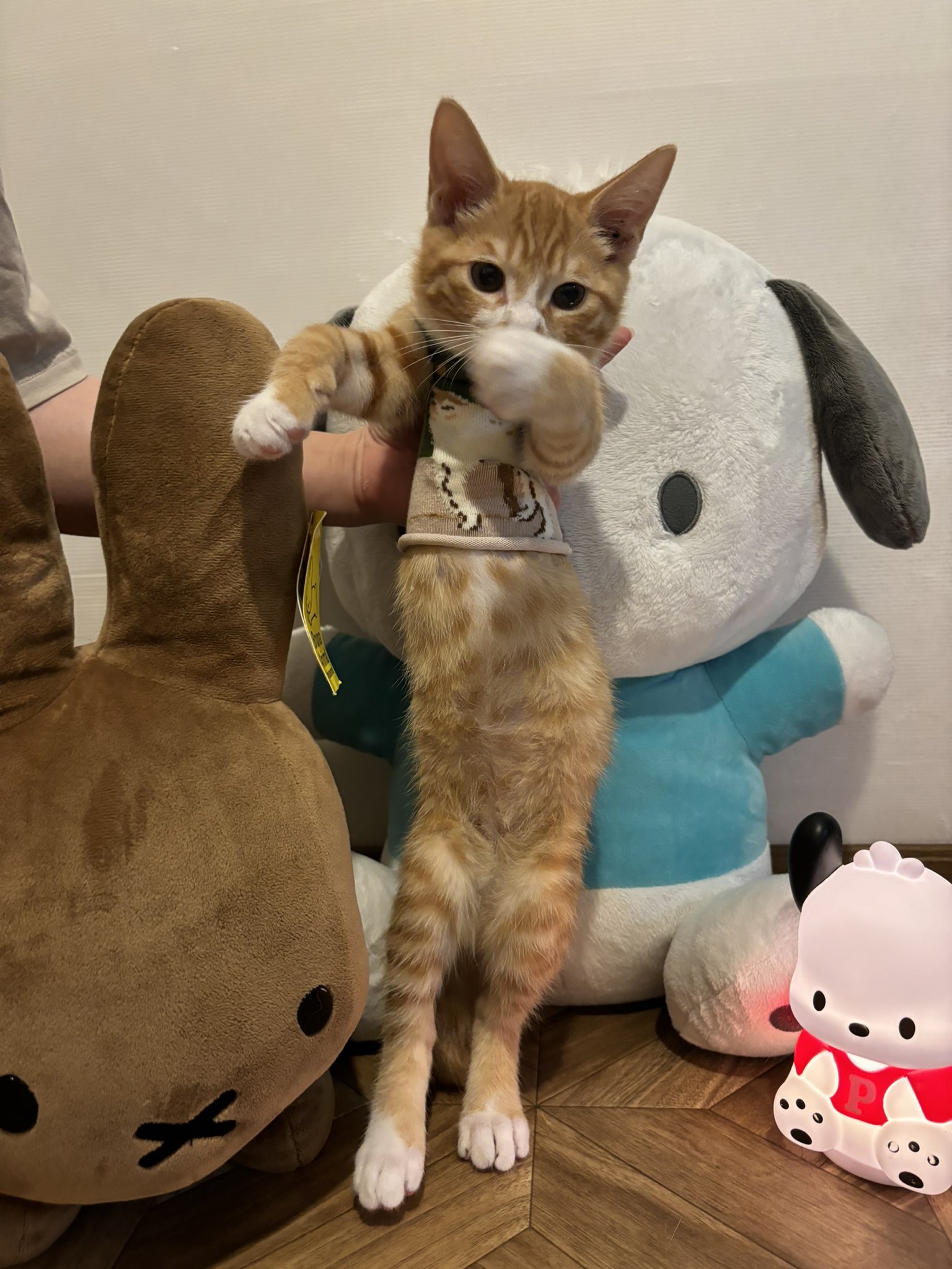 ぽめちゃん＊お値下げします！！様 リクエスト 8点 まとめ商品 Posts with replies by ぽめ (@yapomesa) / X