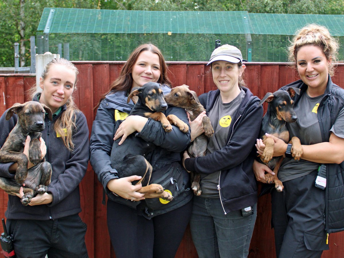 Dogs Trust 💛🐶 tweet media