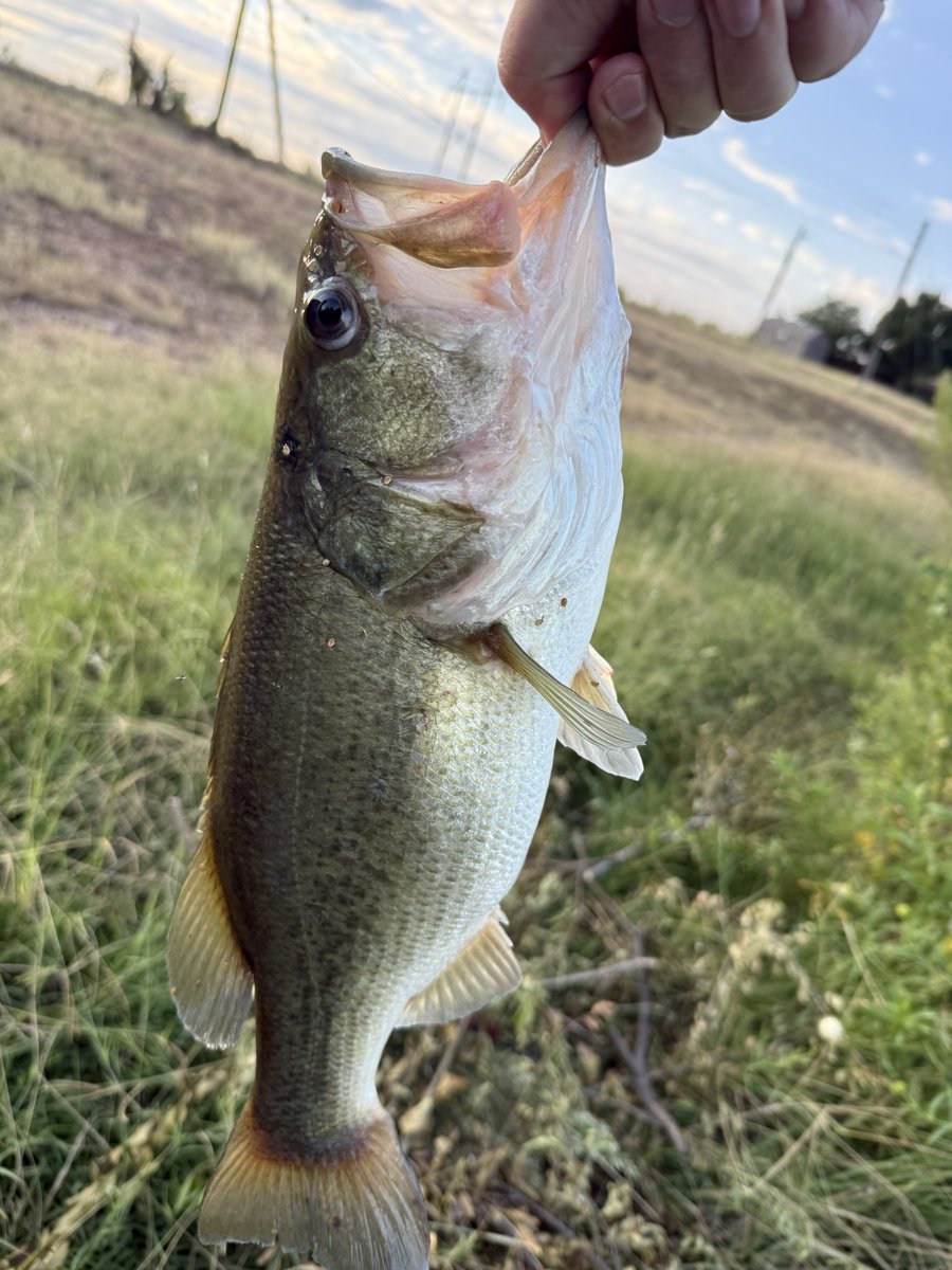 Farmer Wiggles (@farmer_wiggles) on Twitter photo Photoperiod Tester Bucket for <a href="/grow_peaceful/">Grow Peaceful</a>
Day 15 Sour G from <a href="/BeanGeniePNW/">BeanGenie PNW</a>
Also, peep this mornings catch. This is how we start our work days at <a href="/grow_peaceful/">Grow Peaceful</a> and <a href="/AxiomSeeds/">Axiom Seedbank</a> 😎
Happy Growing! Photoperiod Tester Bucket for <a href="/grow_peaceful/">Grow Peaceful</a>
Day 15 Sour G from <a href="/BeanGeniePNW/">BeanGenie PNW</a>
Also, peep this mornings catch. This is how we start our work days at <a href="/grow_peaceful/">Grow Peaceful</a> and <a href="/AxiomSeeds/">Axiom Seedbank</a> 😎
Happy Growing!