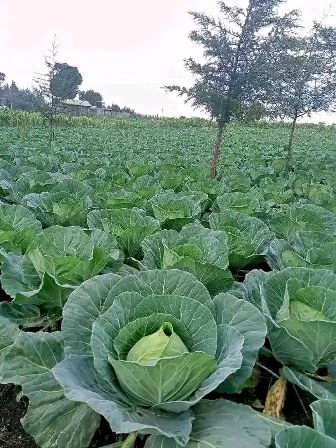 Nsengim12479693's tweet image. 🥬 Did you know? Cabbage thrives in cool, moist climates 🌱 With good management, it can yield 60–120 tons/ha in just 90–100 days! 💧 Keep soil moist, weed-free, &amp;amp; apply fertilizer on schedule for big, healthy heads (1.5–3kg each). 👩‍🌾 #FarmingTips #Cabbage