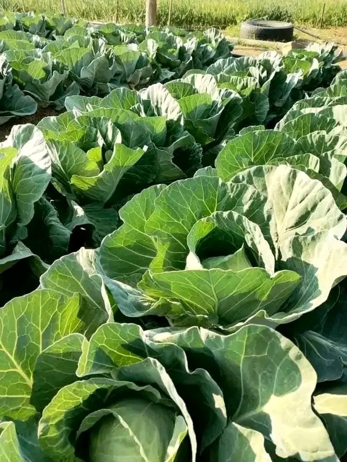 Nsengim12479693's tweet image. 🥬 Did you know? Cabbage thrives in cool, moist climates 🌱 With good management, it can yield 60–120 tons/ha in just 90–100 days! 💧 Keep soil moist, weed-free, &amp;amp; apply fertilizer on schedule for big, healthy heads (1.5–3kg each). 👩‍🌾 #FarmingTips #Cabbage