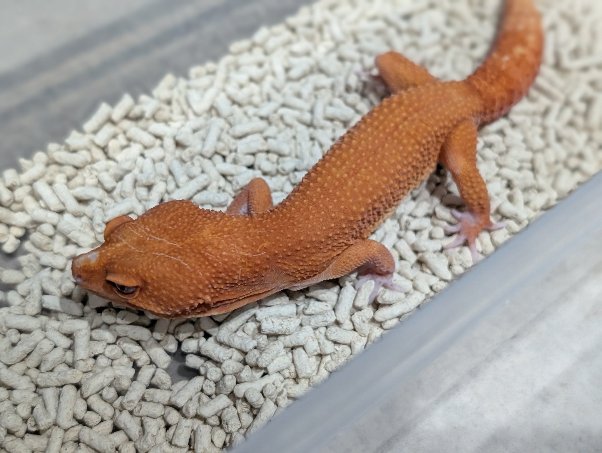 PINK REPTILES＠ゲコマ出展 (@nao7o5p) / X