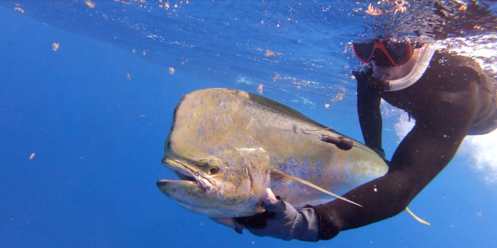 U.S. Fish and Wildlife Service tweet media