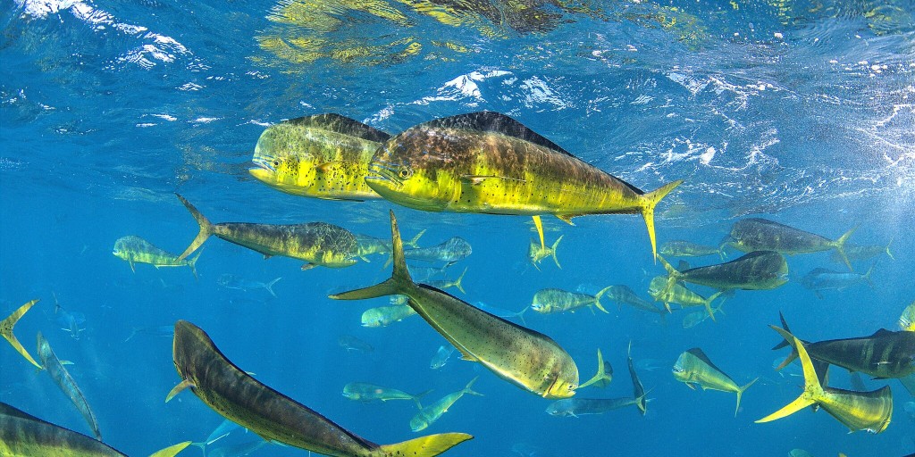 U.S. Fish and Wildlife Service tweet media